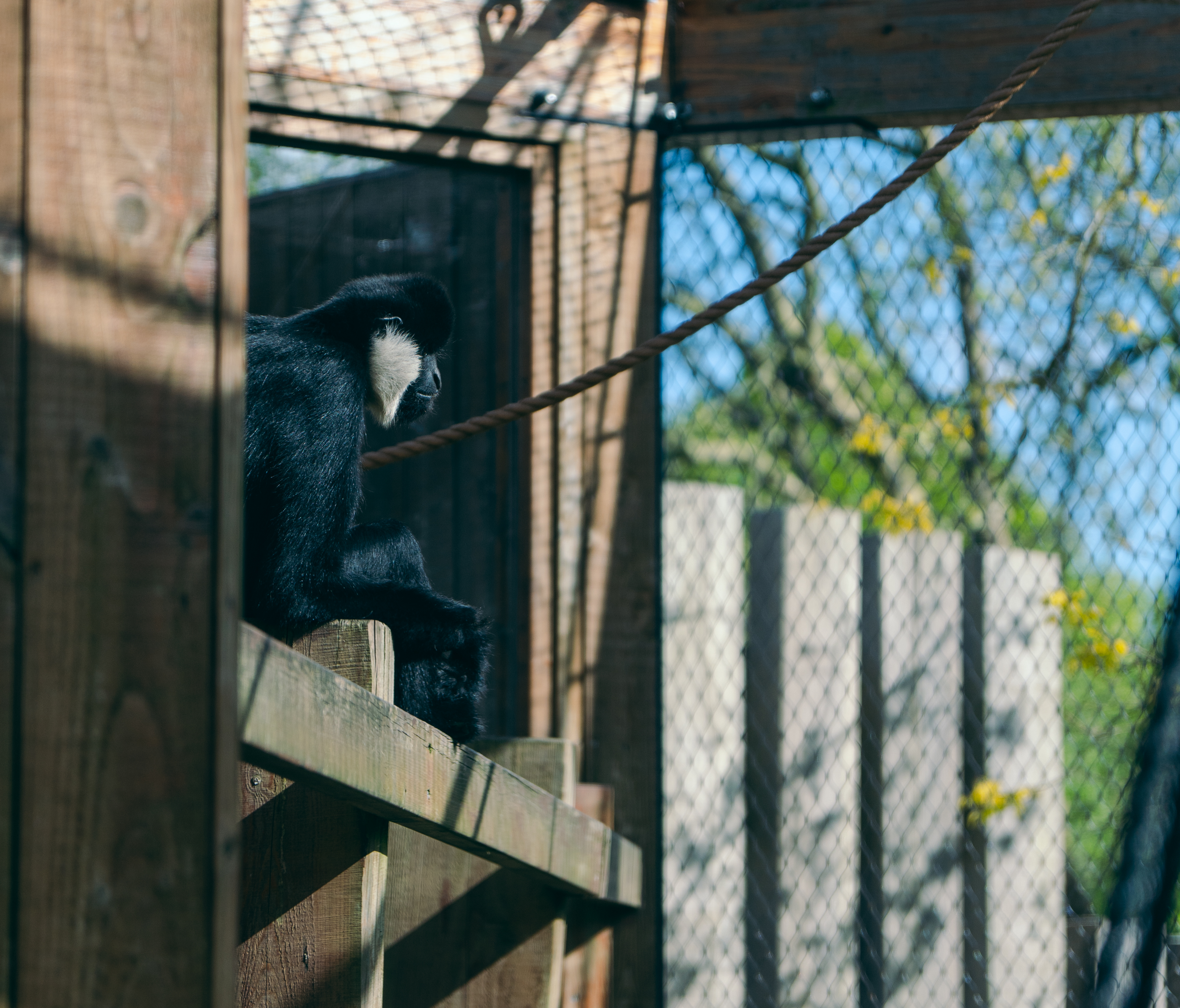 Majestic Gibbon